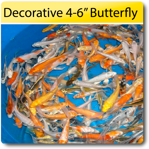 Decorative 4 6 Butterfly Koi 4 6 Decorative Butterfly - Feeder Fish Clipart (638x638), Png Download