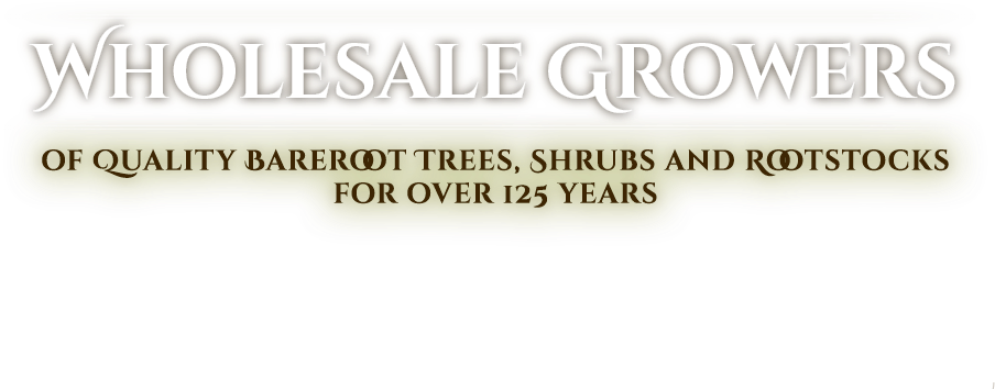 Carlton Plants - Ivory Clipart (1280x470), Png Download