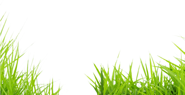 Grass Png Transparent Images - Sweet Grass Clipart (640x480), Png Download