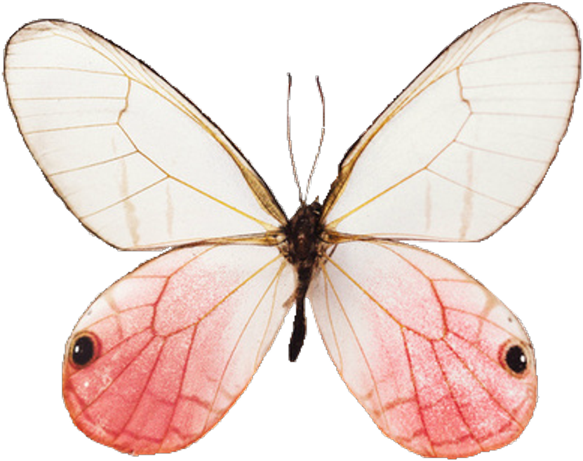 #tumblr #mariposa - Butterfly Aesthetic Clipart (1024x1024), Png Download