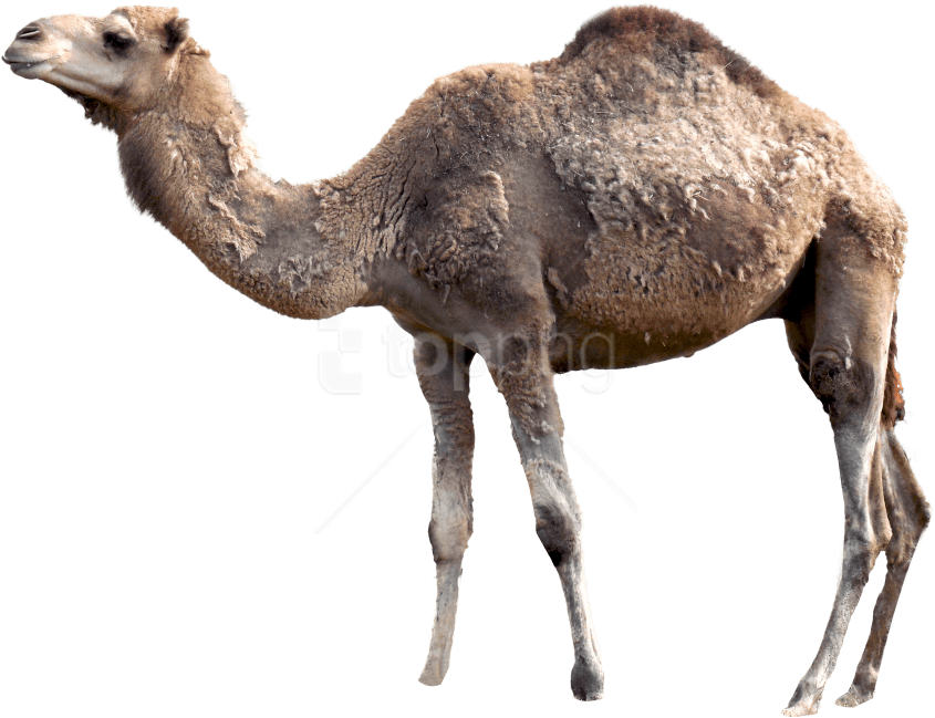 Free Png Images - Camel Png Clipart (851x659), Png Download