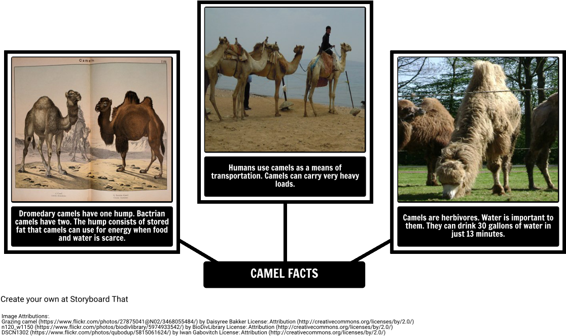 How The Camel Got His Hump - Fun Facts About Dromedary Camel Clipart (1116x663), Png Download