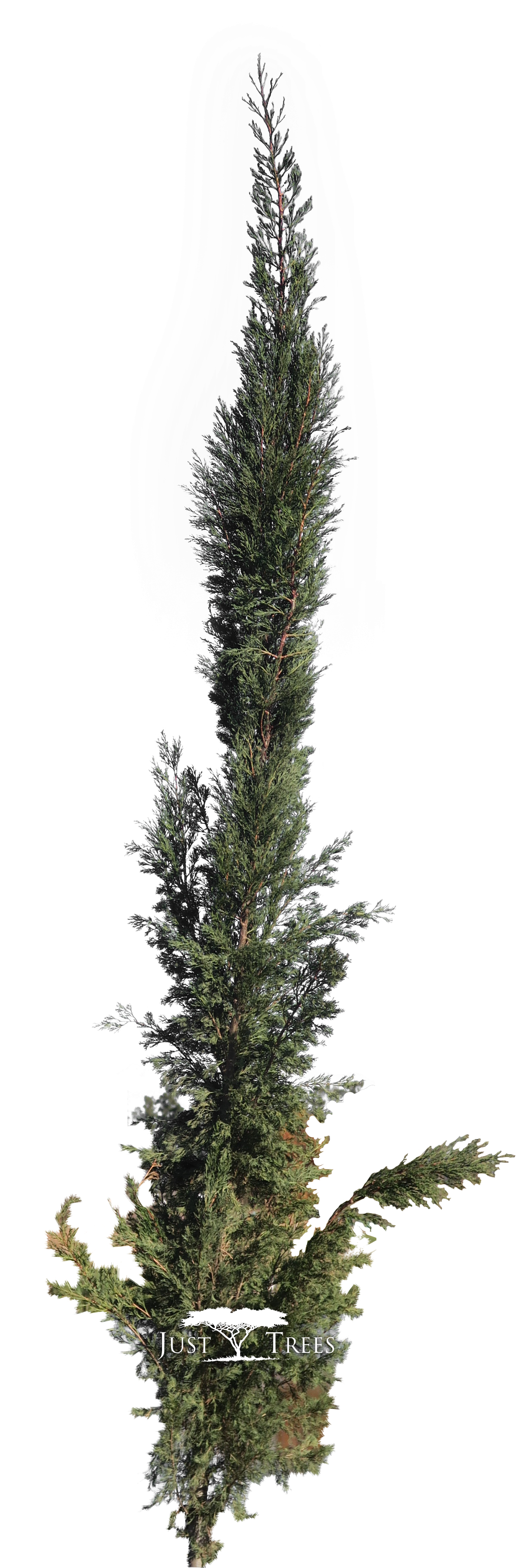 Cupressus Semperviren Stricta - Shortleaf Black Spruce Clipart (1279x3732), Png Download
