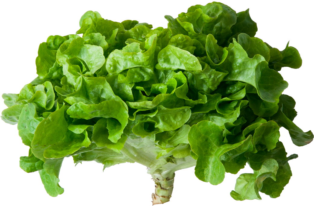 Romaine Lettuce , Png Download - Hoja Lechuga Png Clipart (1042x685), Png Download
