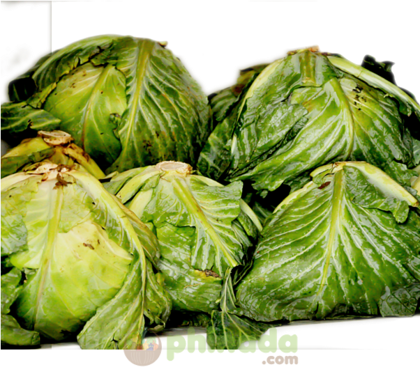 Iceburg Lettuce , Png Download - Iceburg Lettuce Clipart (602x527), Png Download