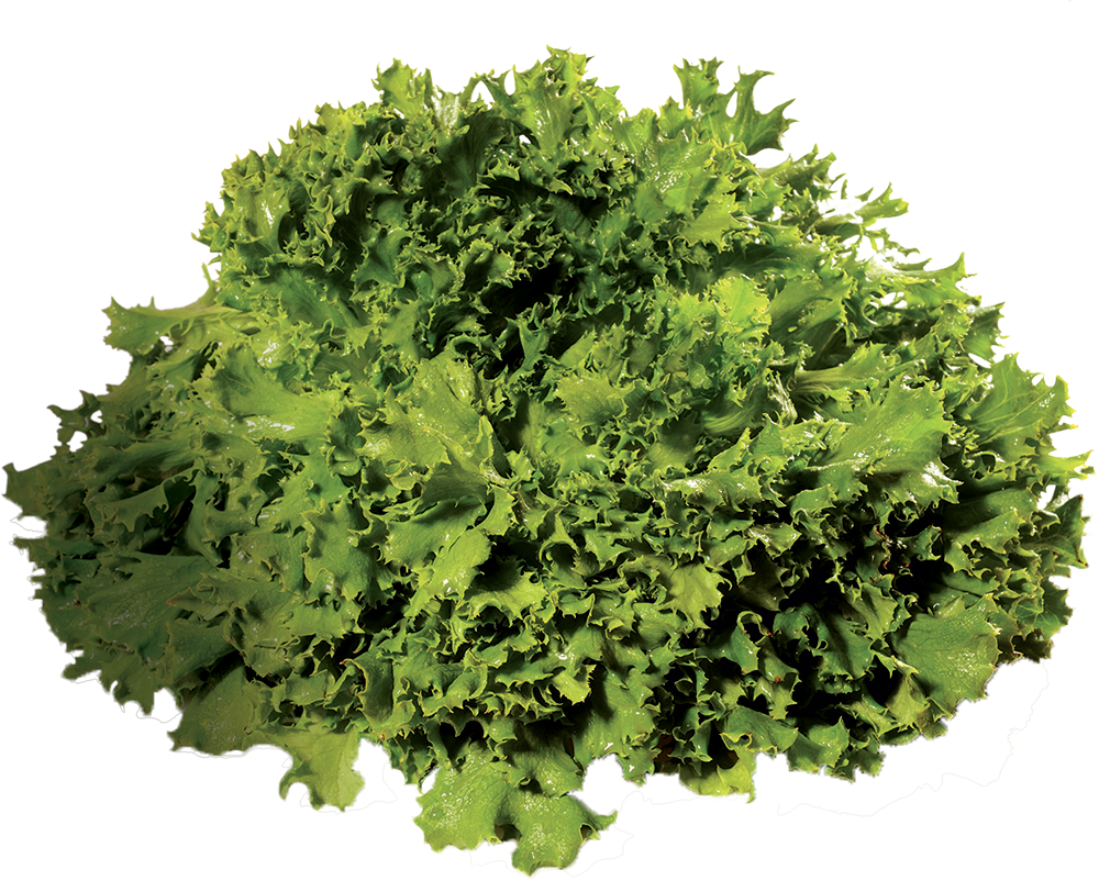 Salade Rouge Salade Frisée Laitue - Rapini Clipart (1000x802), Png Download