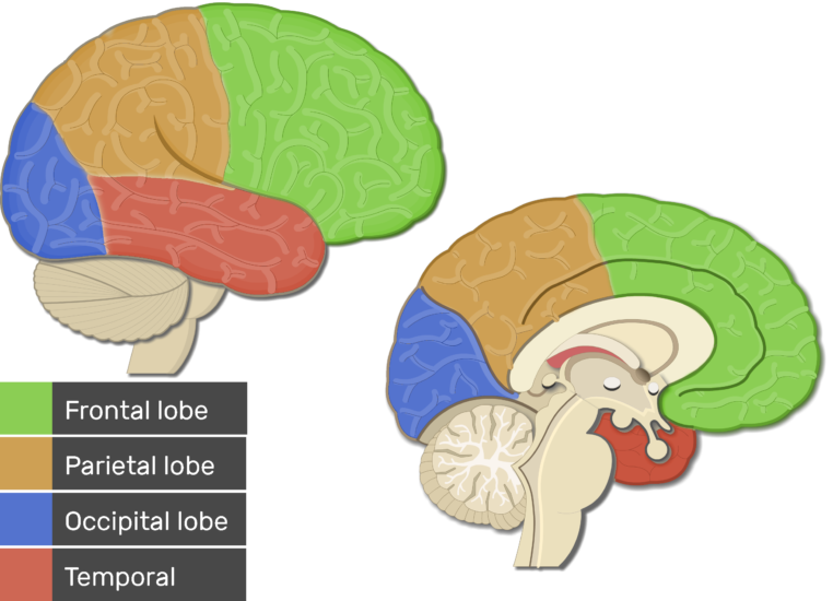 Brain Clipart Frontal Lobe - Primary Visual Cortex - Png Download (762x550), Png Download