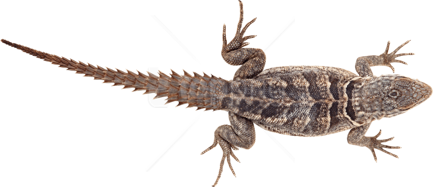 Free Png Lizard Png Pics Png Images Transparent - Armadillo Lizard Png Clipart (850x368), Png Download