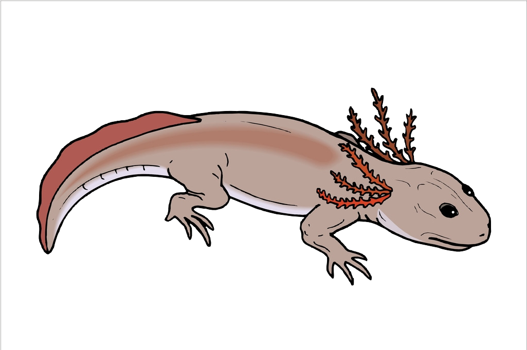 Salamander Chinese Fire Belly Newt Lizard Axolotl - Branchiosaurus Clipart (1025x681), Png Download