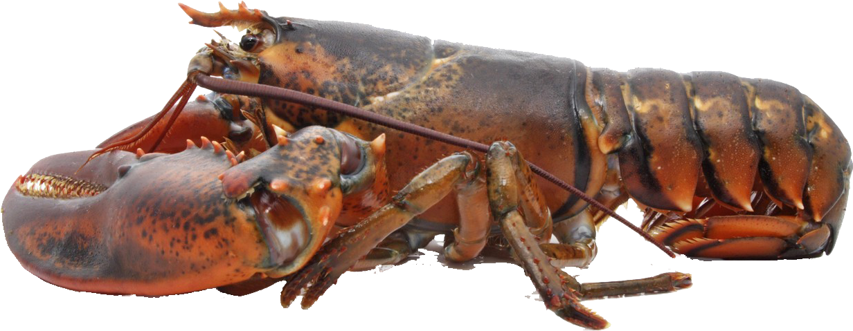 Live Lobster Clipart (1300x873), Png Download