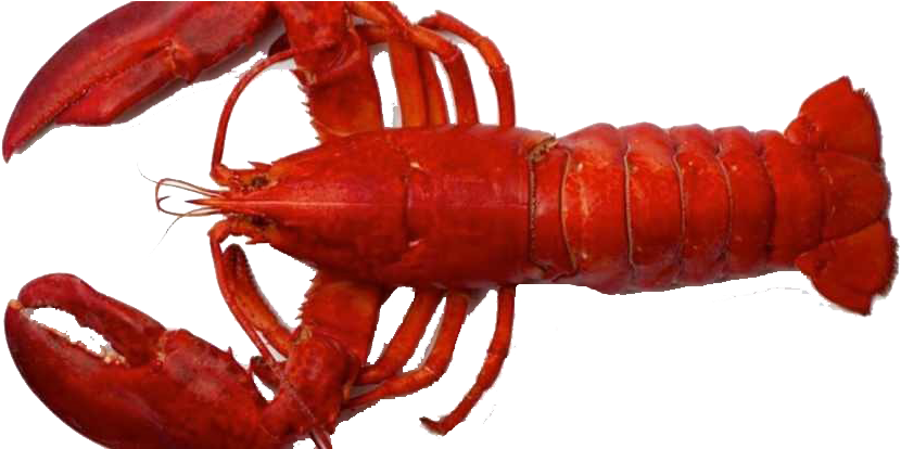 Red Lobster Alive Clipart (960x413), Png Download