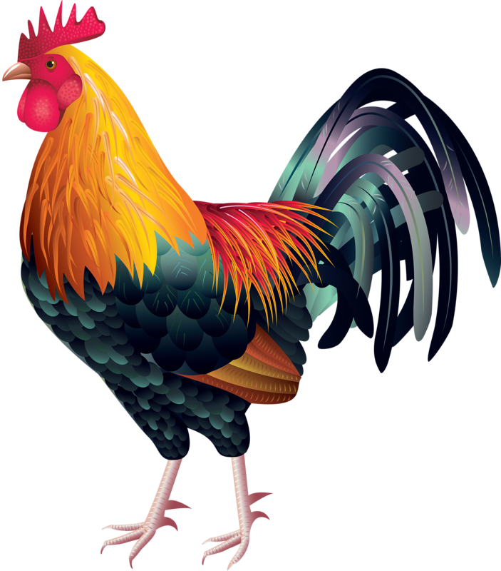 Png Animals Clip Art Pinterest And - Rooster Vector Free Download Transparent Png (703x800), Png Download