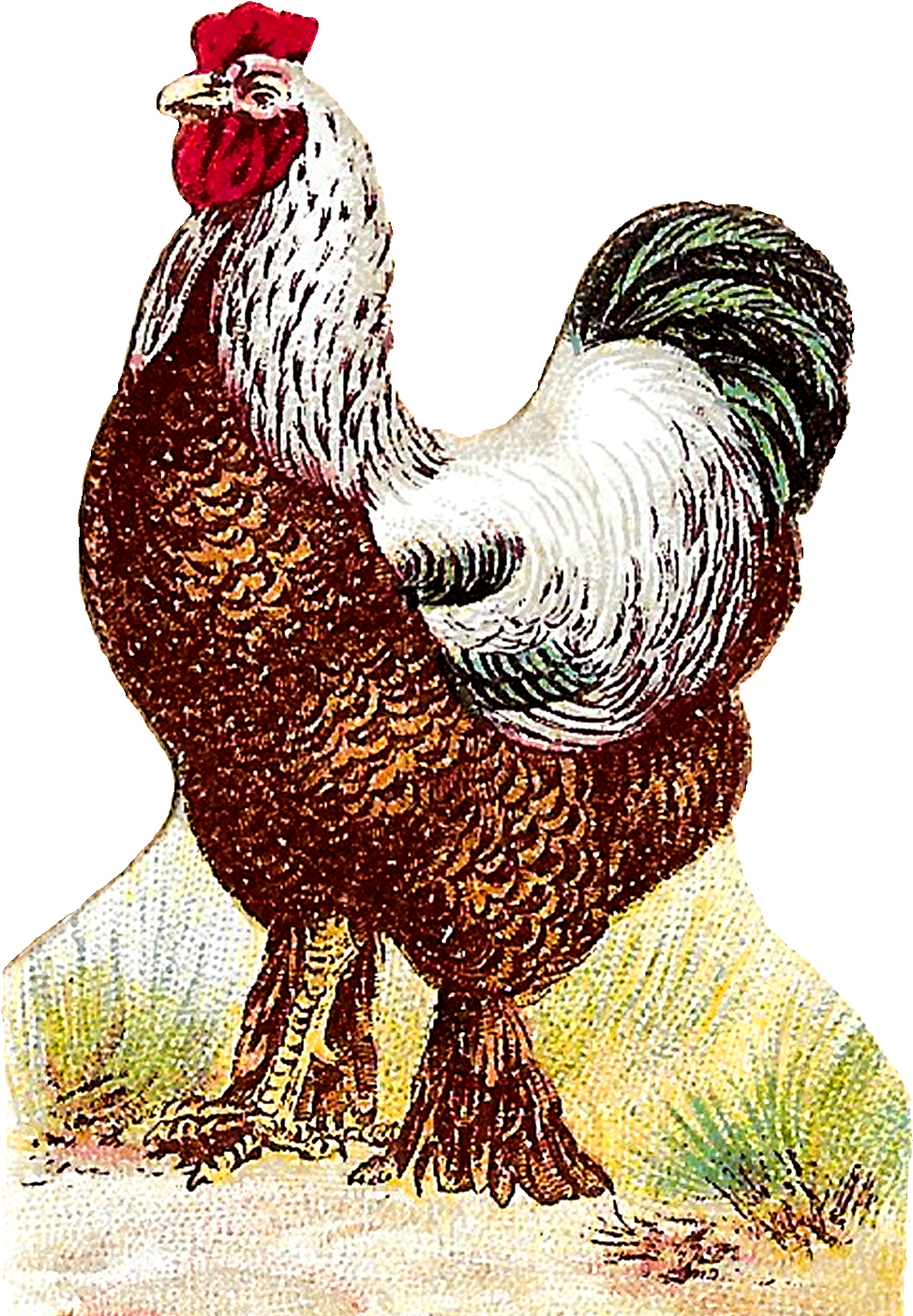 Digital Roosters Clipart Download - Rooster - Png Download (1107x1587), Png Download
