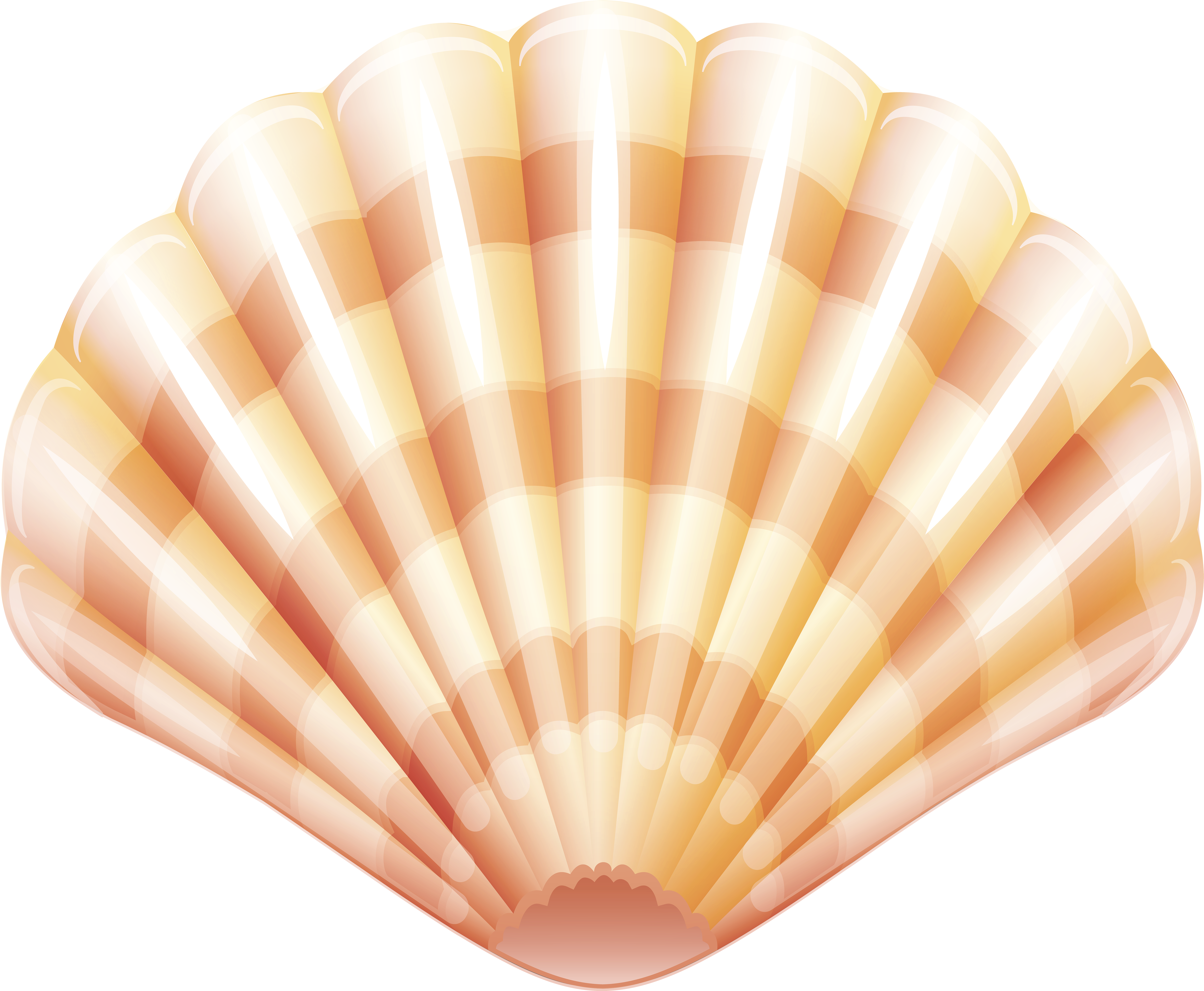Sea Clam Shell Png Clip Art Image - Shell Transparent Png - Large Size Png ...