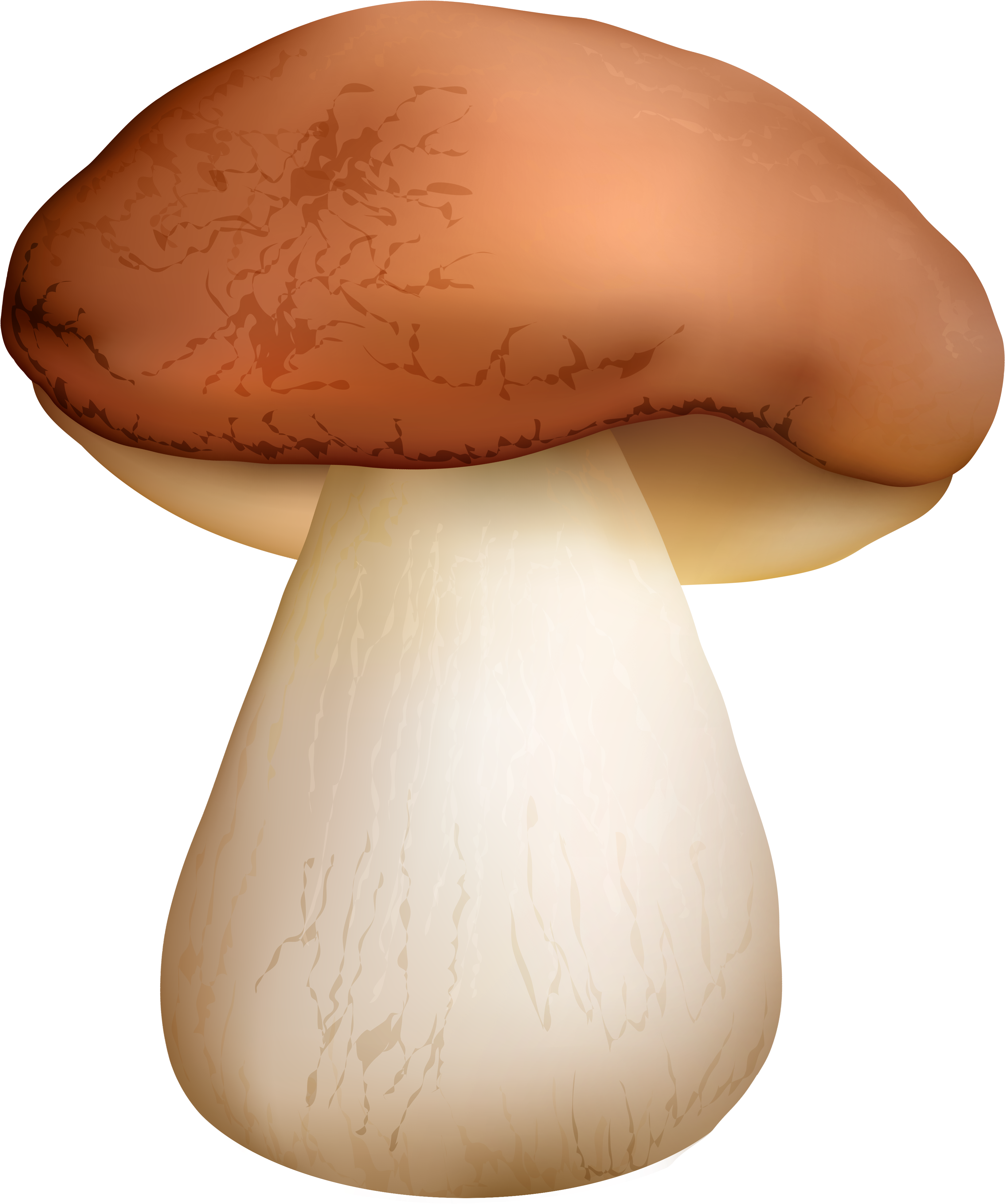 Boletus Mushroom Png Clipart - Boletus Png Transparent Png (3463x4127), Png Download