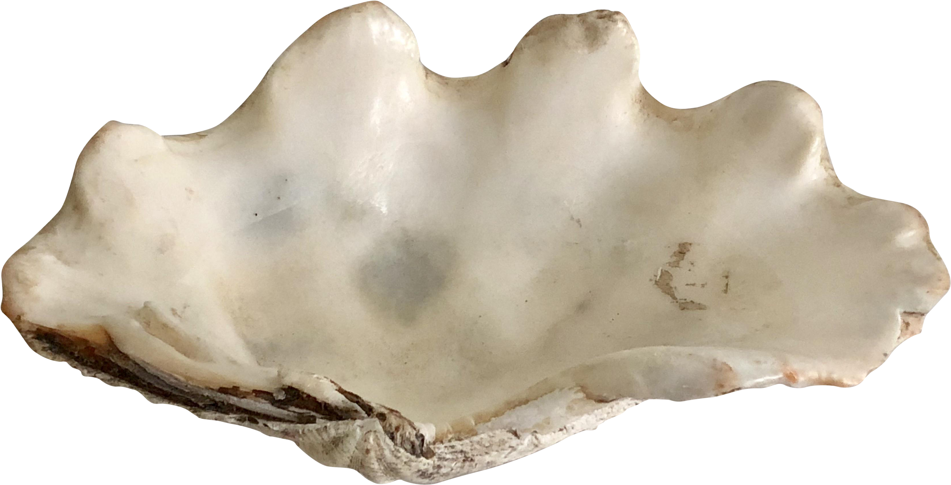 Shell Transparent Clam - Giant Clam Clipart (3688x1882), Png Download