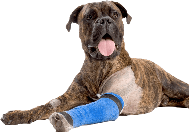 Dog Bandage Png Clipart (783x548), Png Download