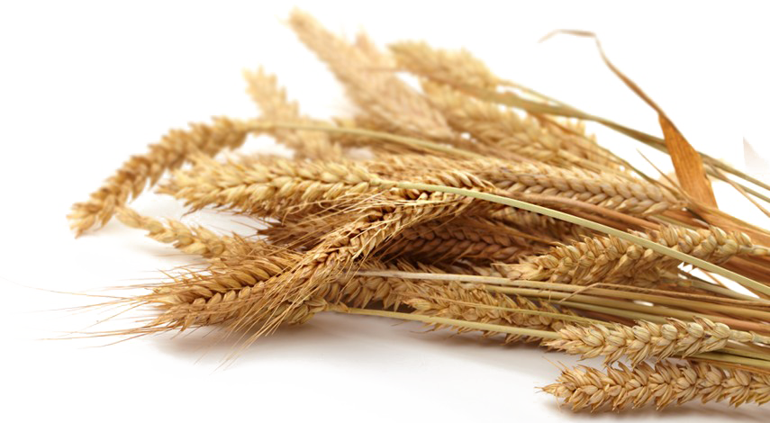 Grain Png Transparent Picture - Whole Grain Wheat Png Clipart (855x470), Png Download