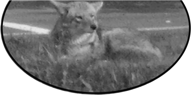 Roe Deer Clipart (800x445), Png Download