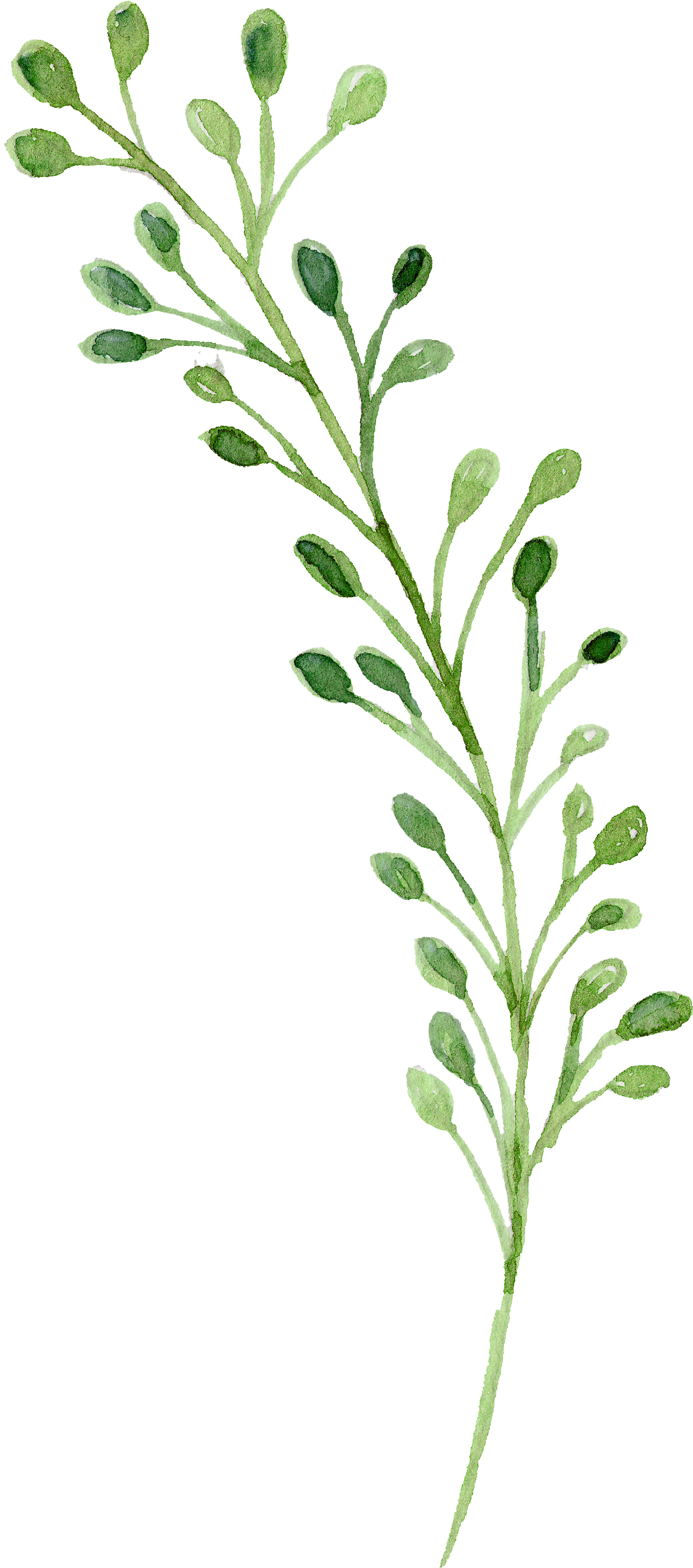 Watercolor Green Flowers Painting Download Free Image - Watercolor Green Flowers Png Clipart (1604x3512), Png Download