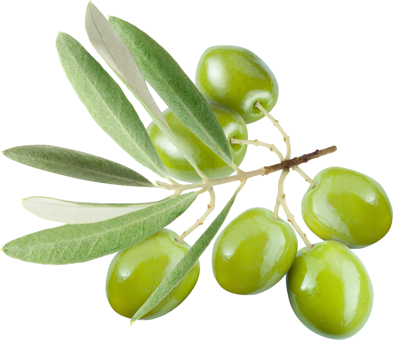 Olive Png Clipart (1281x1111), Png Download