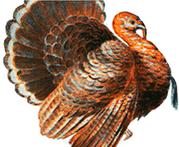 Turkey Bird Clipart Transparent Tumblr - Thanksgiving Menu Clip Art - Png Download (640x480), Png Download