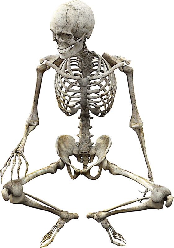 Skeleton Skull Vertebrate Anatomy Human Bone Clipart - Anatomia De Osea - Png Download (561x800), Png Download