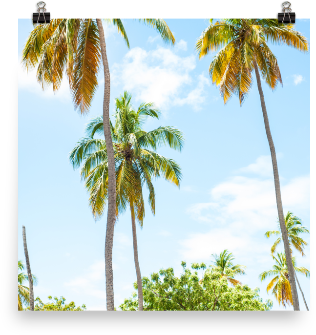 Attalea Speciosa Clipart (647x686), Png Download