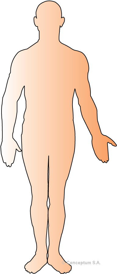 Human Body Outline Png - Human Body Outline Clipart (429x945), Png Download