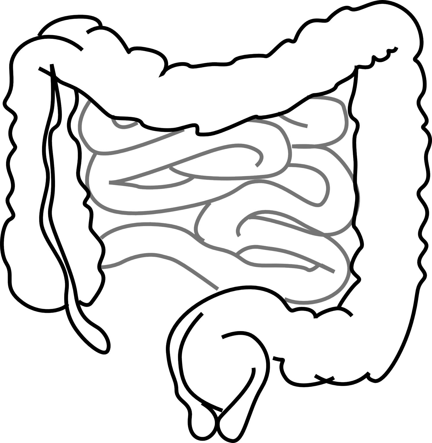 Study Shows How Body Prevents Potentially Useful Bacteria - Drawing Of A Gut Clipart (1500x1540), Png Download