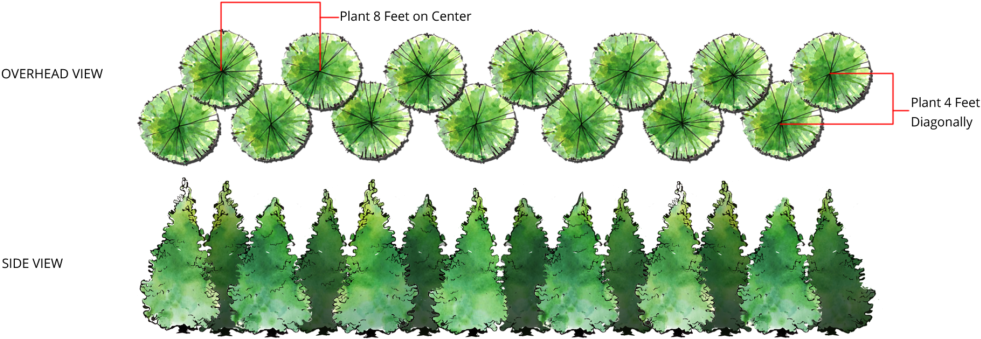 Thuja Green Giant Double Row Spacing - Thuja Green Giant Spacing Clipart (1024x377), Png Download