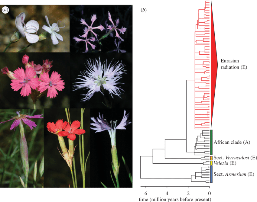View Publication - Dianthus Clipart (850x669), Png Download