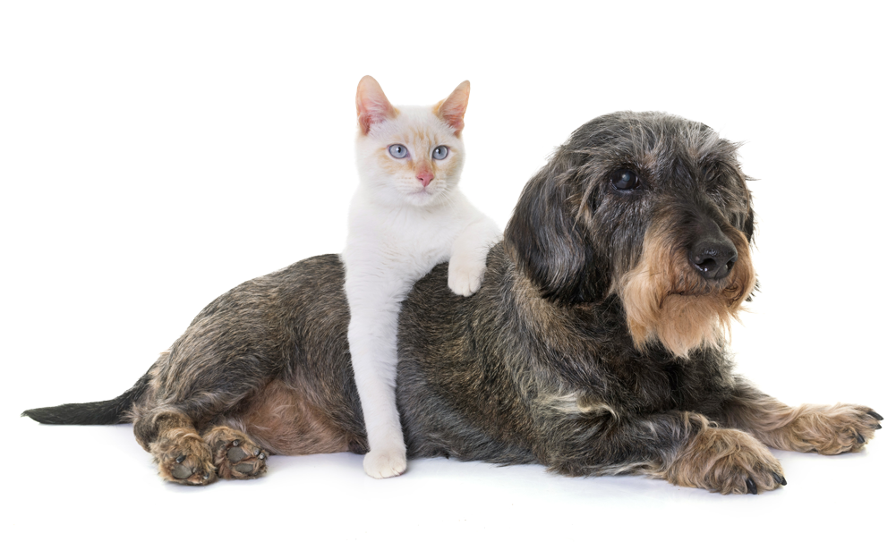 What Is Osteoarthritis - Domestic Short-haired Cat Clipart (1000x662), Png Download