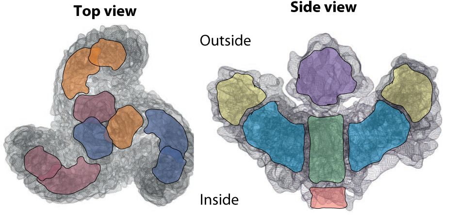Research School Of Biology - Illustration Clipart (984x478), Png Download