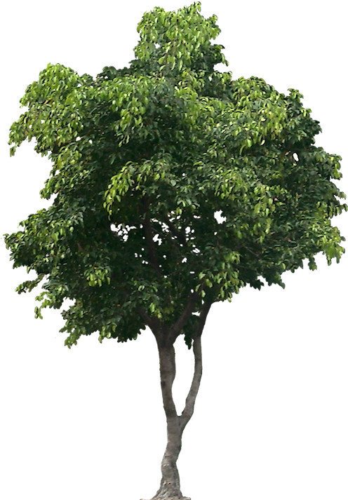Tree Cut Out, Bamboo Tree, Trees To Plant, Shrubs, - Tree Png For Architect Clipart (506x719), Png Download