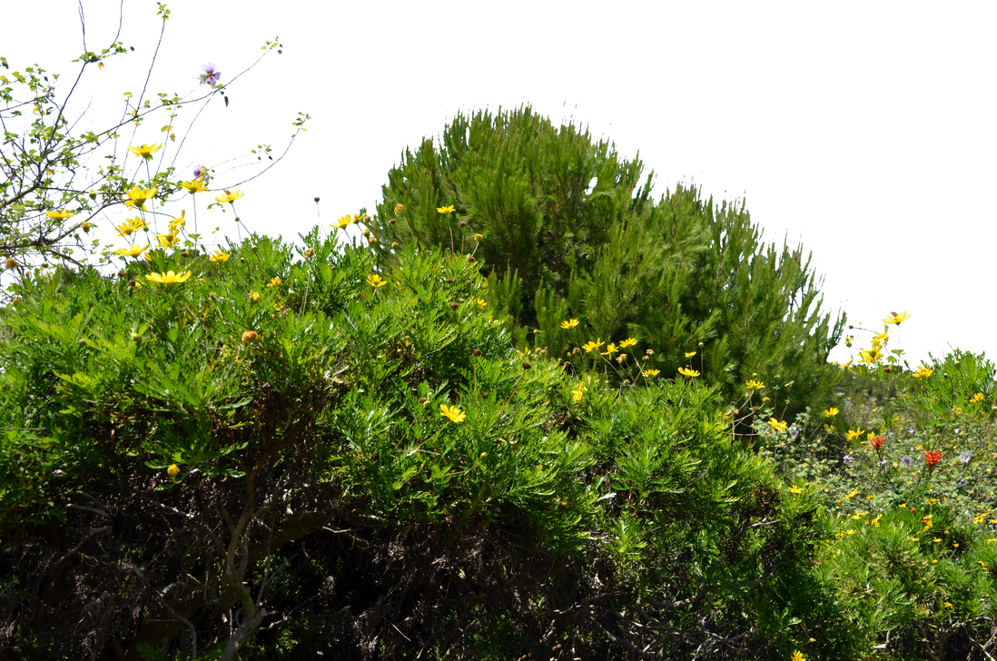 Ground Cover Wild Flowers Transparent Background - Ground Cover Plants Png Clipart (1098x728), Png Download
