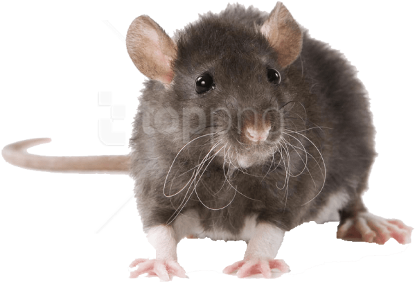 Free Png Download Mouse Free Pictures Png Images Background - Rat Rodent Clipart (850x447), Png Download