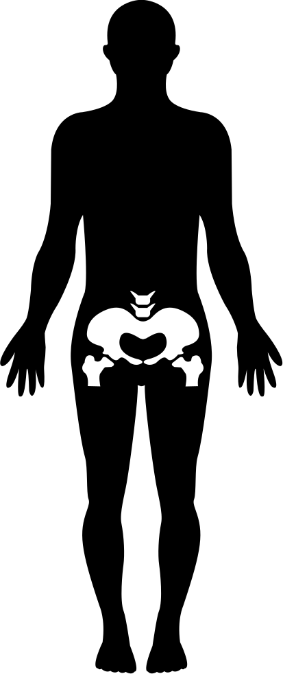Hips Human Body Part Comments - Human Body Clipart (413x981), Png Download