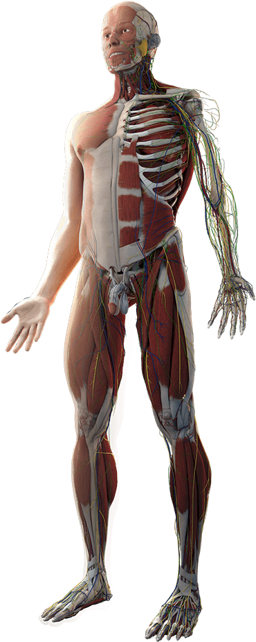 Body - Rib Clipart (468x1000), Png Download