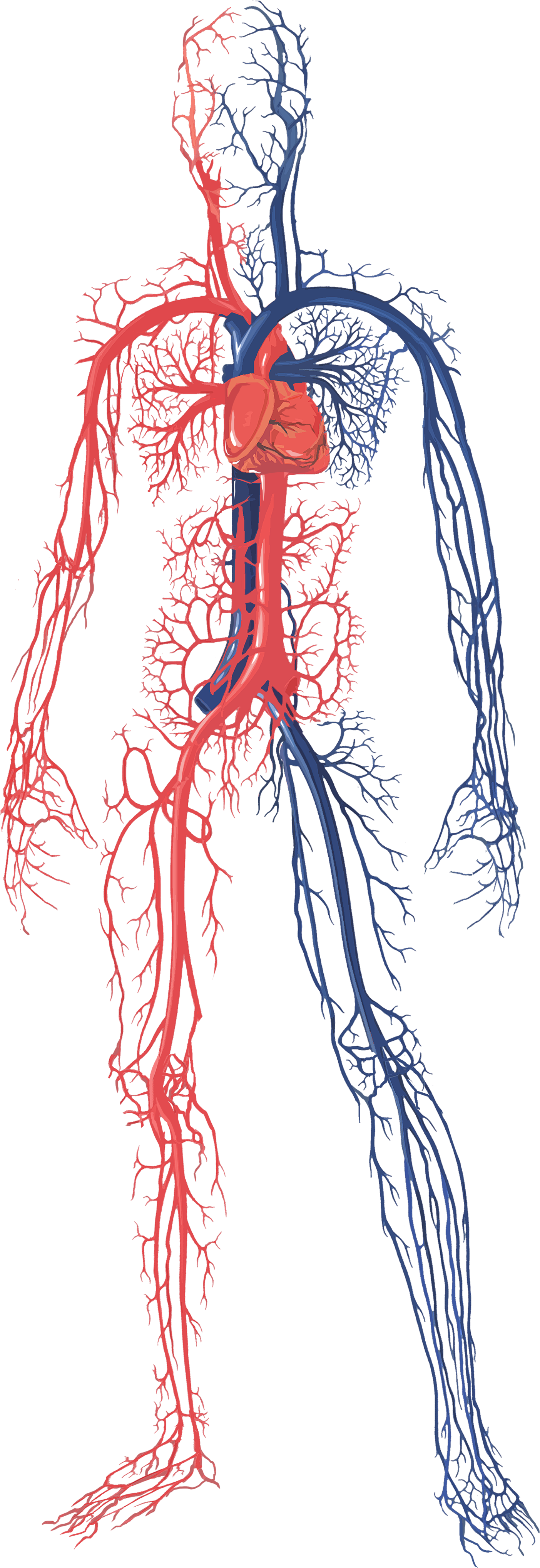 Female Circulatory System - Arteries And Veins Heart And Lungs Clipart (1403x4065), Png Download