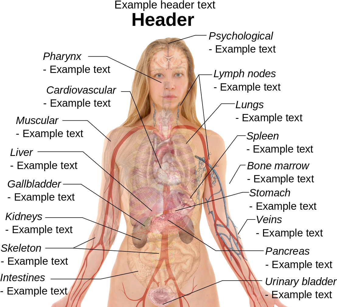 Anatomy Human Body Organs Female - Right Side Female Anatomy Organs Clipart (1181x1024), Png Download