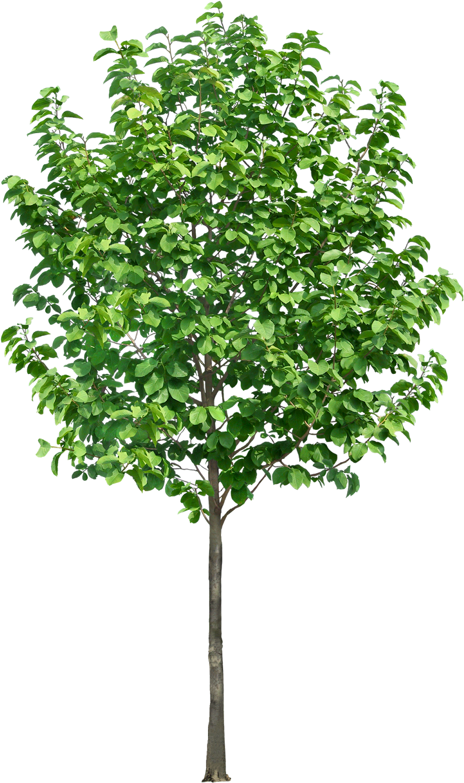Pin By Ar - Trees In Section Png Clipart (962x1600), Png Download