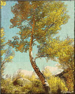 Aspen Tree Png - Birch Clipart (600x600), Png Download