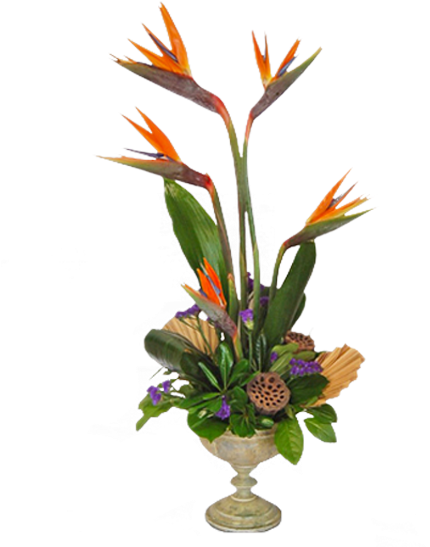 Bird Of Paradise Plant Png - Bird Of Paradise Clipart (600x600), Png Download