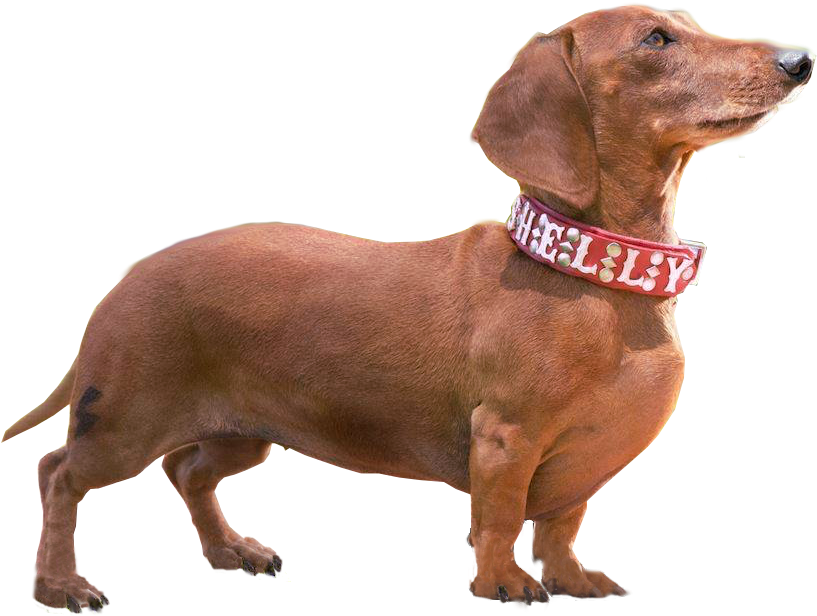 Dachshund Png - Dachshund Dog Png Clipart (900x700), Png Download