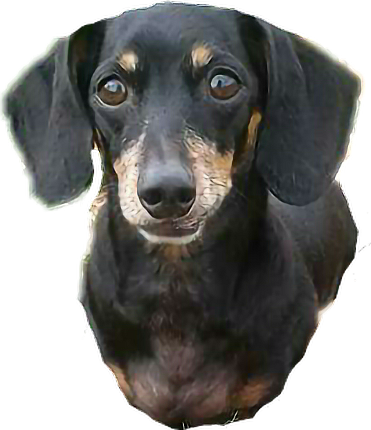 Dachshund Sticker - Dachshund Clipart (536x620), Png Download