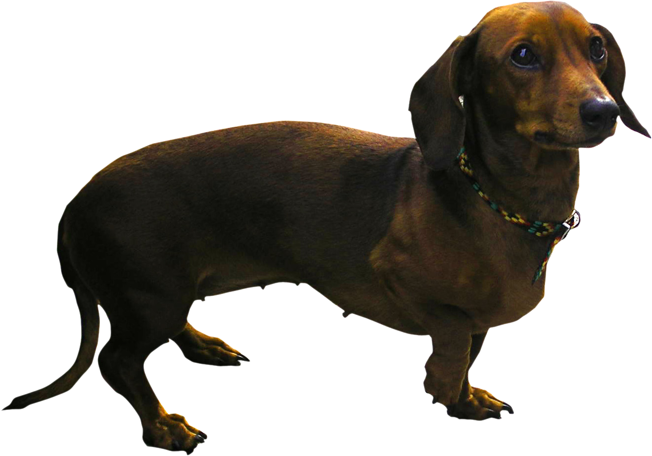 Dachshund Png - Dog With A Lot Of Legs Clipart (1318x921), Png Download