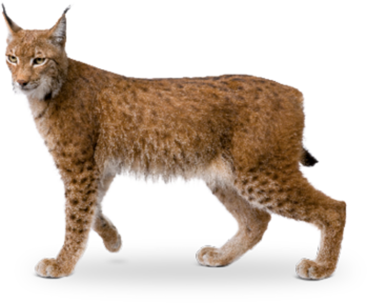 Eurasian Lynx - Eurasian Lynx Png Clipart (727x600), Png Download