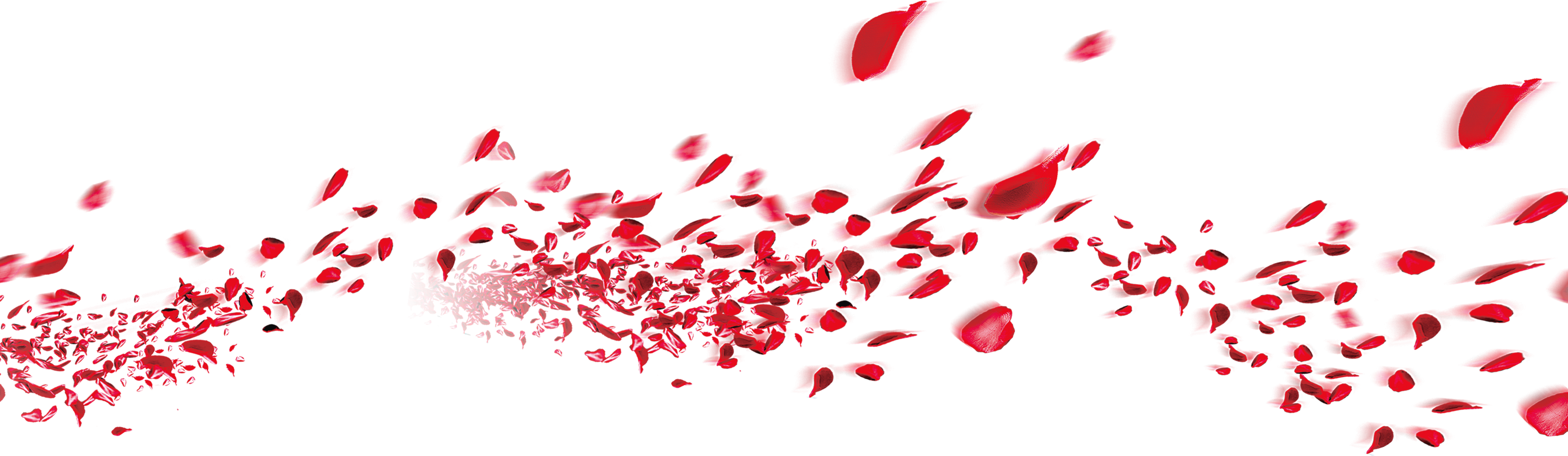 Roses Falling Png - Petal Clipart (3149x915), Png Download