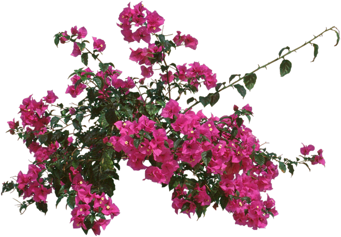 Bougainvillea, Outdoors Or As - Bougainvillea Clipart (688x479), Png Download